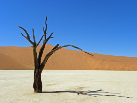 Namib-woestijn - Dali in Namibië