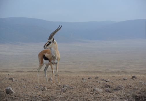 Ngorongoro krater - Misty morning in Ngorongoro Crater