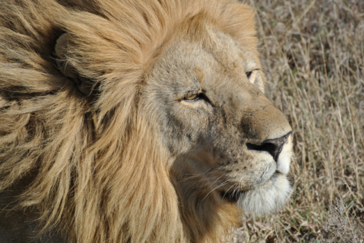 Serengeti National Park - Lion enjoying the sun