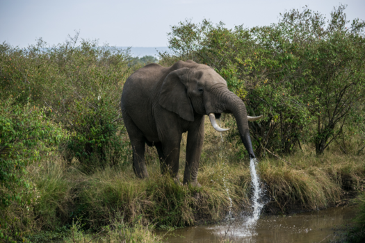 Kenia - drinkende olifant