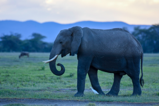 Amboseli National Park - Olifant trekt door Amboseli bij zonsondergang