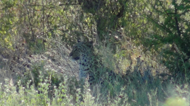 Etosha National Park - Luipaard in Etosha Namibie