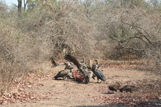 Zimbabwe - De mooiste dieren van Afrika