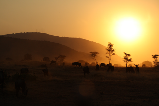 Masai Mara - Wildlife in the morning