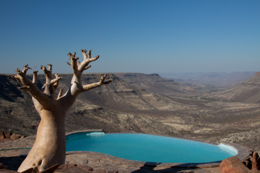 Etosha National Park - Cyphostemma currorii.    Het paradijs begon hier!