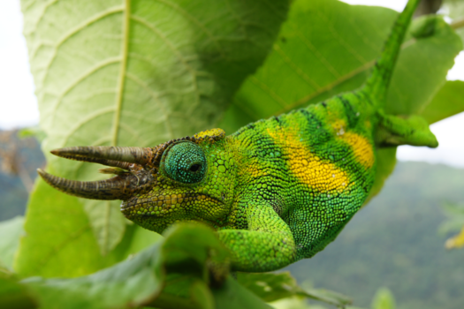 Antsirabe - Pearsons Chameleon