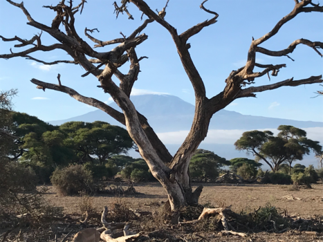 Kenia - Kilimanjaro