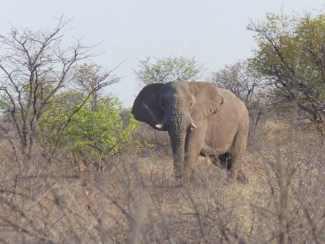 Etosha National Park - Rustig wandelende Olifant !!