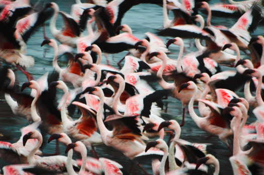 Namibië - Flamingo's bij Walvisbaai