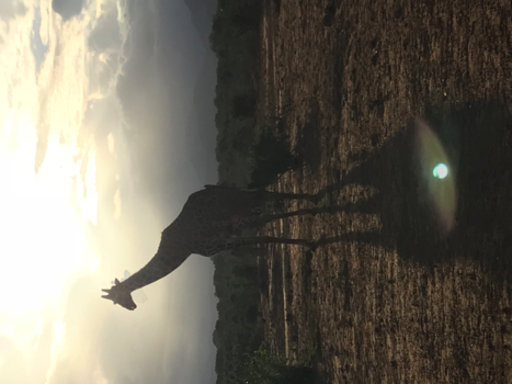 Kenia - Giraffe by sundown