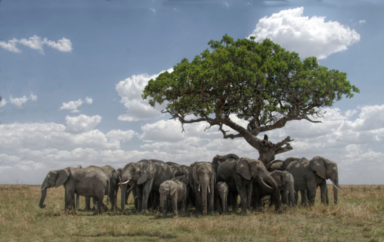 Tanzania - Zoekend naar schaduw