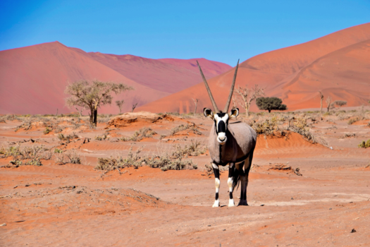 Namibië - Dorstige spiesbok Sossusvlei Namibie