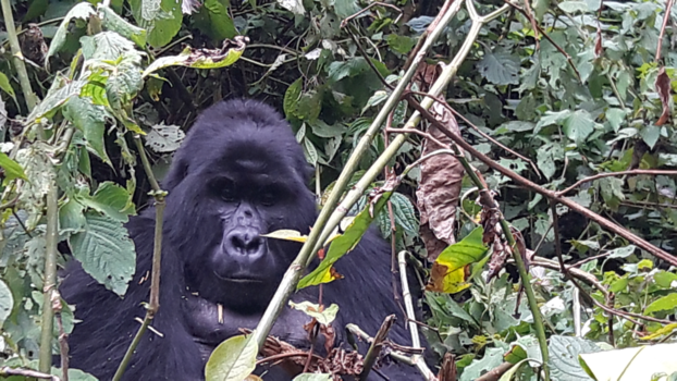 Bwindi Impenetrable National Park - The Silverback in Bwindi Impenatrable Forest