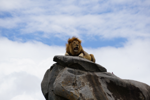 Tanzania - Lion King