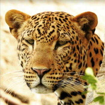 Murchison Falls national park - The looks