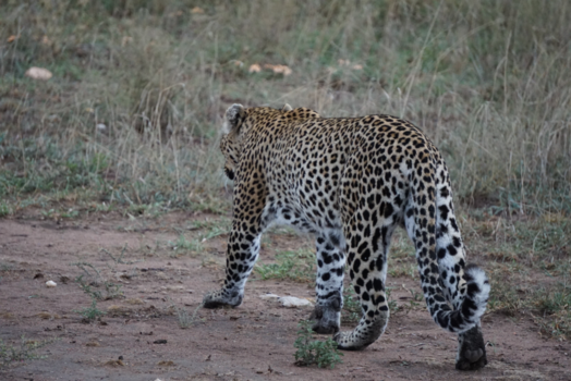 Tanzania - Serengeti