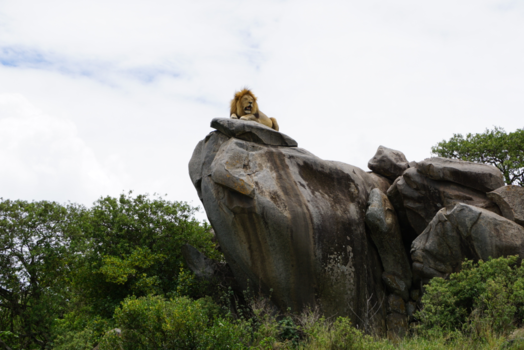 Tanzania - Lion king