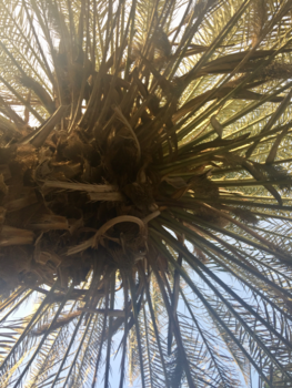 Sal - Kleurencocktail