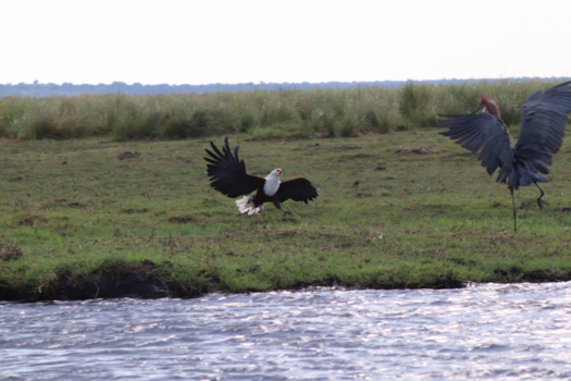 Chobe National Park - Visarend