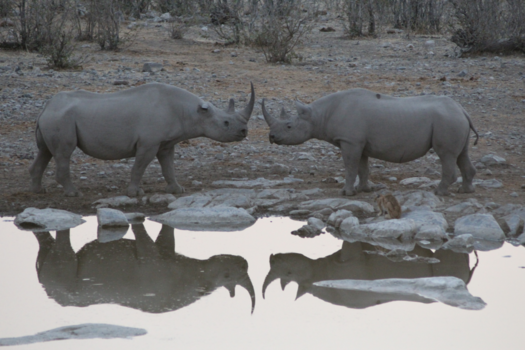 Etosha National Park - Rhino love