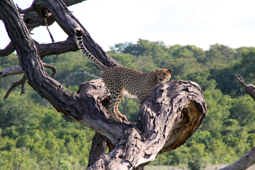 Hwange National Park - Pissing Cheetah