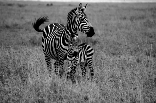 Serengeti National Park - Moeder en kind