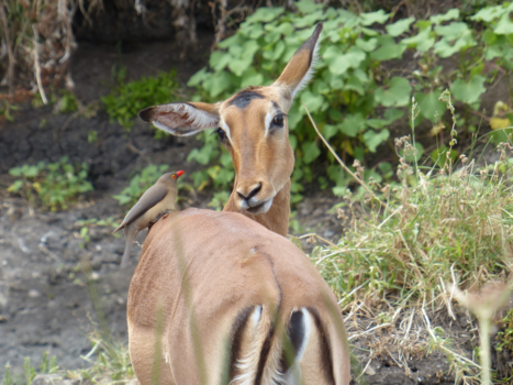 Krugerpark - hello my friend