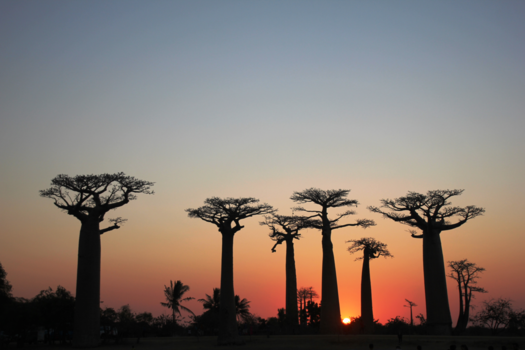 Madagaskar - Zonsondergang bij Avenue of the Baobabs