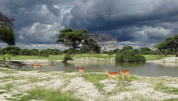 Tanzania - Impala's beauty