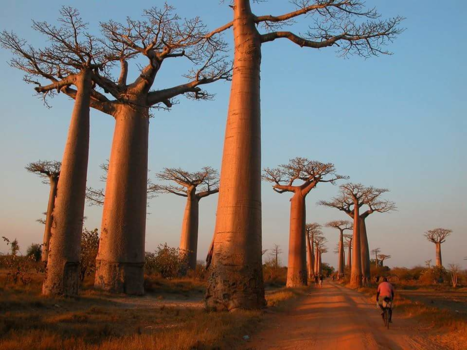 Madagaskar - Baobablane