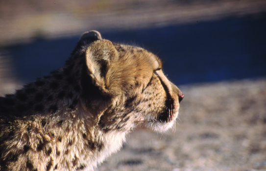Namibië - After dinner
