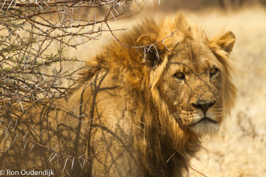 Kalahari woestijn - Mijn domein