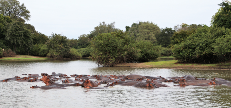 Tanzania - heel veel nijlpaarden