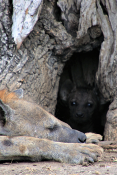 Tanzania - Hyena met jong