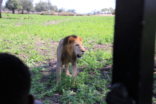 Tanzania - Leeuw is wel heel dichtbij