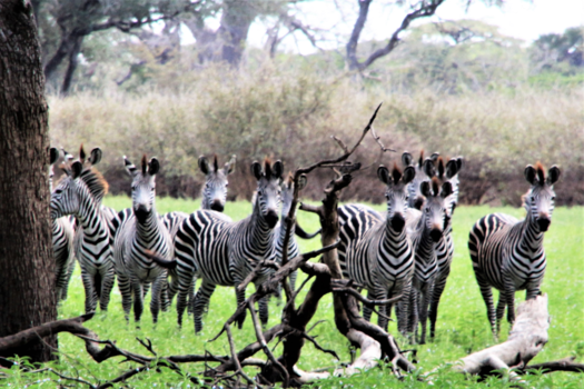 Tanzania - Dichterbij kan je niet komen, ze zijn zo angstig