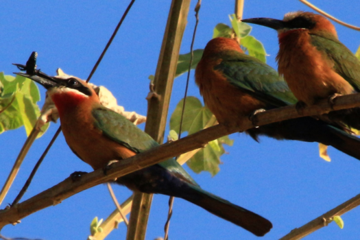 Tanzania - Bijeneters