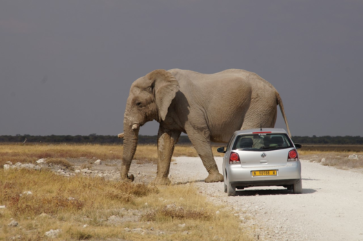 Etosha National Park - Deze olifant in Etosha zoekt zo zijn eigen looproute....