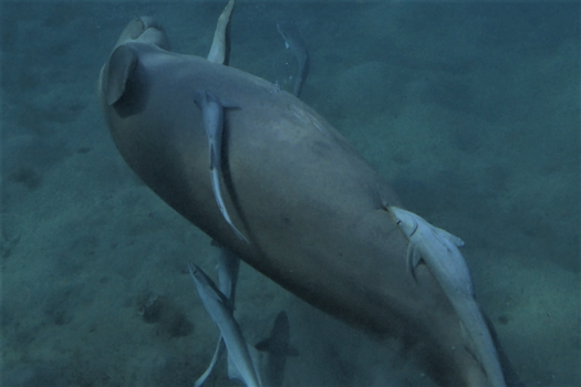 Egypte - zeekoe laat zijn eigen poetsen