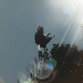 Namibië - Fish eagle landing