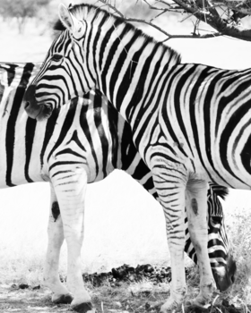 Namibië - Etosha National Park