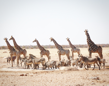 Namibië - Oh Etosha....
