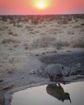 Namibië - Één van onze favoriete momenten en foto's EVER - Olifantsrus, Etosha