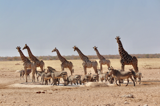 Namibië - Oh Etosha...