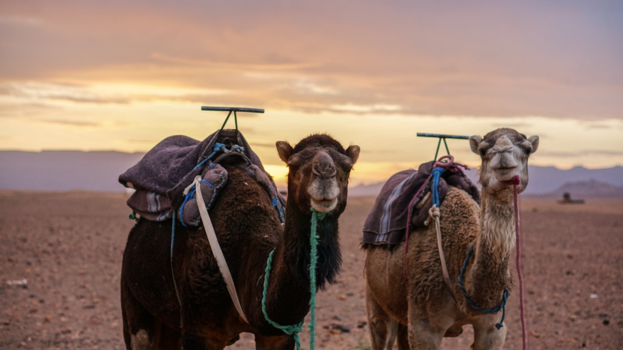 Marrakesh - Maatjes uit de Sahara