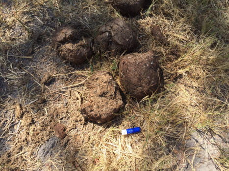 Namibië - Olifanten poep en mijn lipstickje