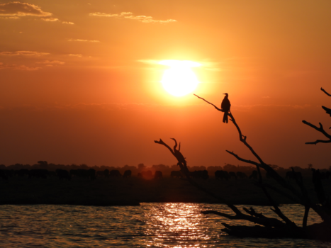 Okavango Delta - Bootsafari op de okavango delta