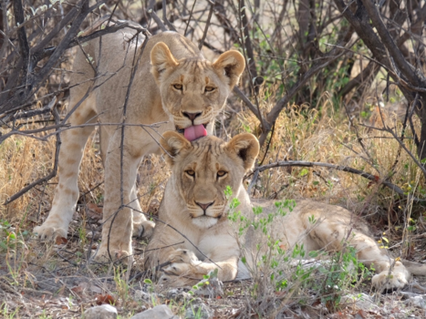 Namibië - Lion Love