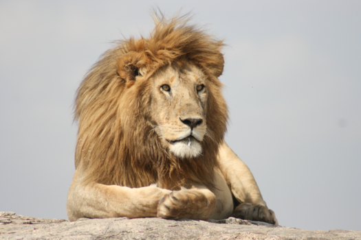 Tanzania - In de Serengeti. Leeuw op een Simba Rock.