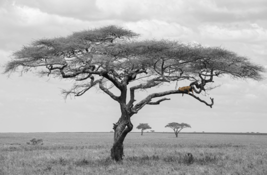 Tanzania - luipaard in boom